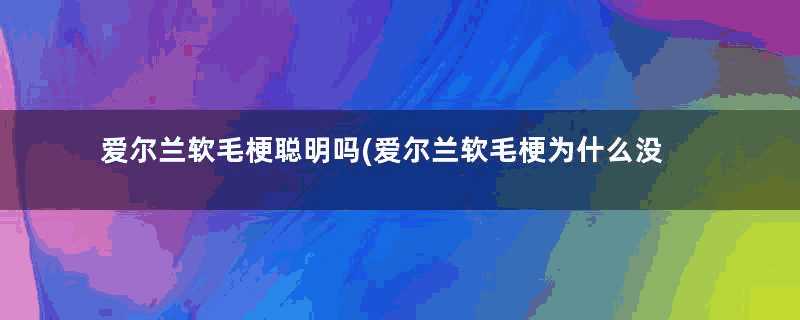 爱尔兰软毛梗聪明吗(爱尔兰软毛梗为什么没人爱养)