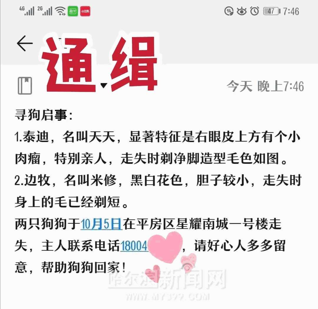 我家边牧为什么这么蠢(边牧嫌弃主人笨)