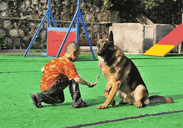 爱犬的正向训练是对它压迫？别曲解，控制狗狗并非建立在暴力上