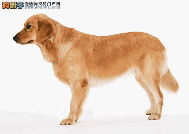 金毛犬价格介绍(金毛犬的价格多少钱一只)