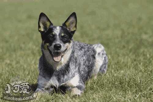 澳洲牧牛犬好养吗(澳大利亚牧牛犬缺点)