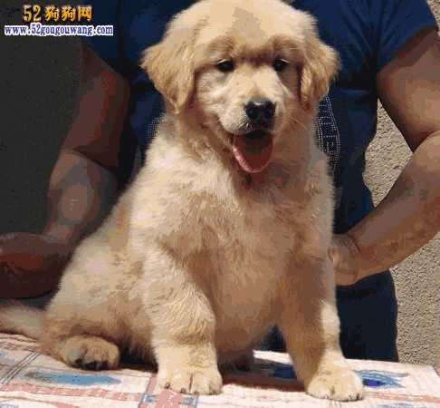 金毛犬报价(金毛金毛犬价格)