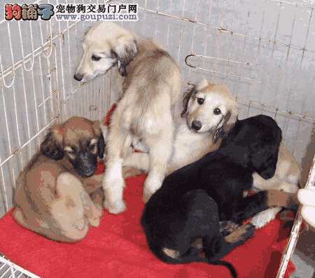 阿富汗猎犬体重(阿富汗猎犬贴吧)