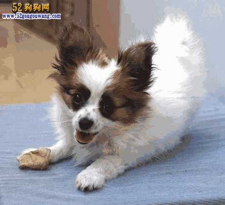 蝴蝶犬价钱(蝴蝶犬图片价格)