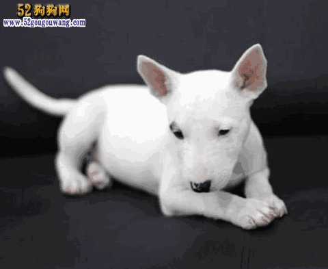 牛头梗犬图片 价格(牛头梗幼犬价格)