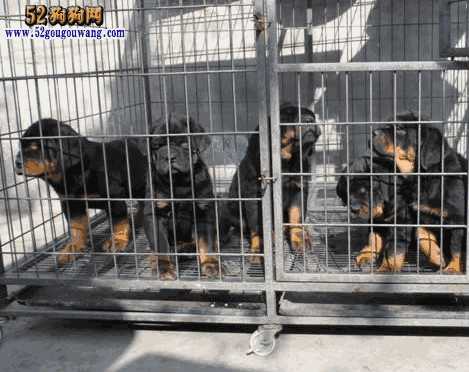 罗威纳犬图片与售价(罗威纳犬市场价多少钱)