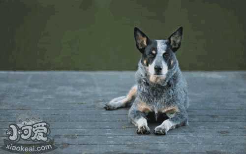 训练幼犬大小便方法(东德牧羊犬怎么训练大小便)