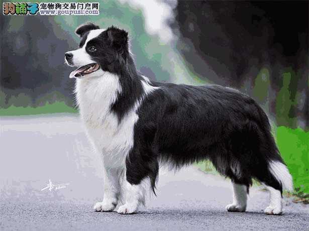 边境牧羊犬多少钱图片京东(边境牧羊犬价格)