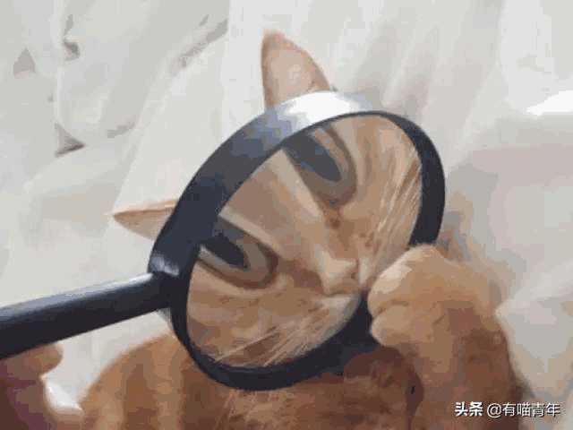 布偶猫图片大全可爱高清(猫咪布偶图片大全)