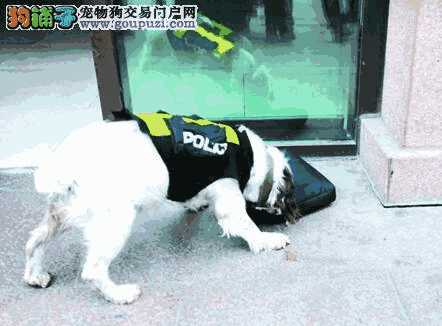 警犬巴打剧情介绍(警犬巴打百度百科)