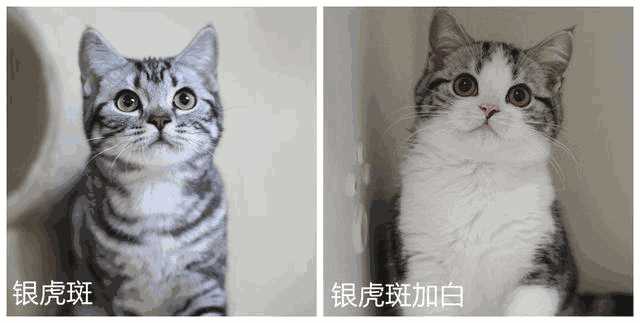 虎斑折耳是什么品种猫(虎斑折耳猫简介)