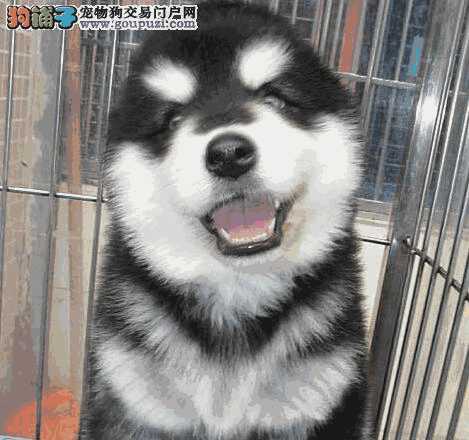 雪橇犬 阿拉斯加犬(雪橇犬 阿拉斯加)