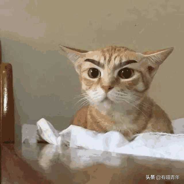 布偶猫图片大全可爱高清(猫咪布偶图片大全)