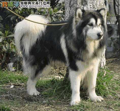 阿拉斯加雪橇犬介绍(阿拉斯加犬可以拉雪橇吗)