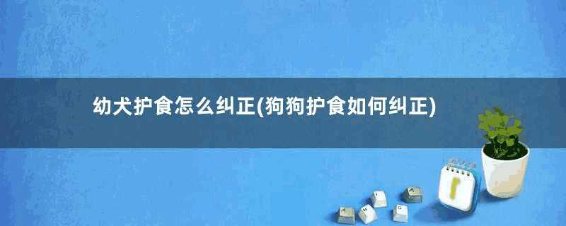 幼犬护食怎么纠正(狗狗护食如何纠正)