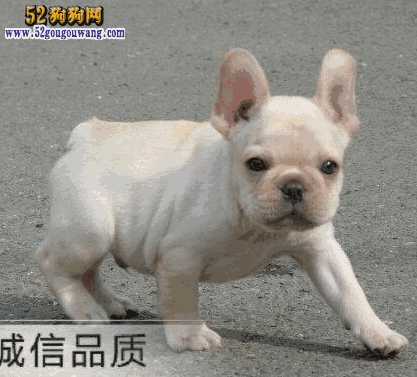 法国斗牛犬价钱(法国斗牛犬幼犬价格)