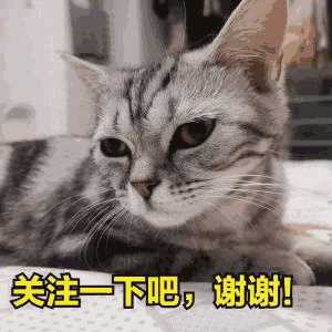 遇见你的猫怎么玩(遇见你的猫怎么改名)