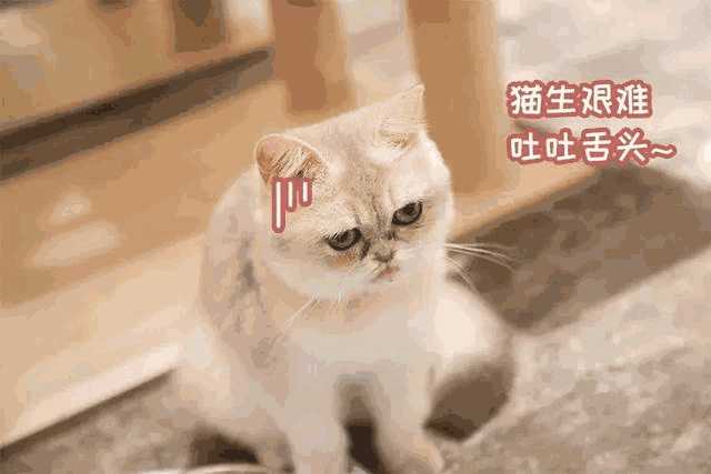 猫咪咖啡店创业计划书ppt(猫咪主题咖啡厅)