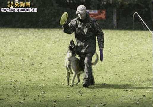 狗狗训练师在哪里学(宠物训犬师培训训犬师训练)