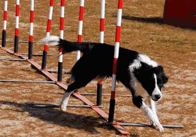 爱犬的正向训练是对它压迫？别曲解，控制狗狗并非建立在暴力上