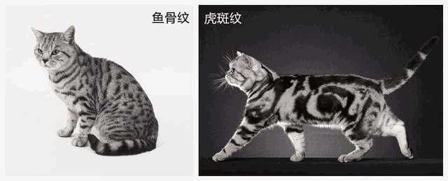 虎斑折耳是什么品种猫(虎斑折耳猫简介)