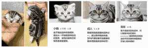 虎斑折耳是什么品种猫(虎斑折耳猫简介)