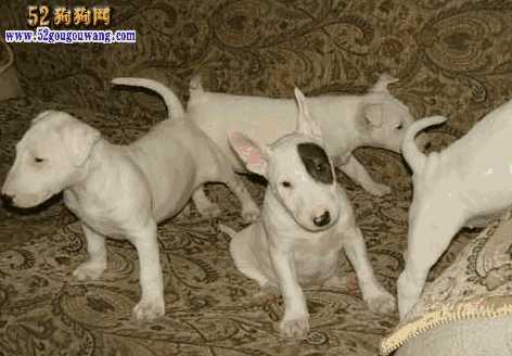 牛头梗犬图片 价格(牛头梗幼犬价格)