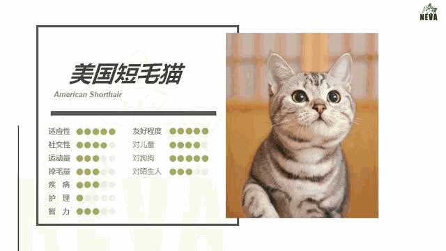 虎斑折耳是什么品种猫(虎斑折耳猫简介)