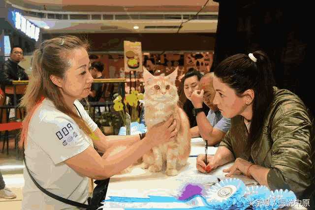 繁育布偶猫最好选什么样的母猫(布偶猫母的好还是公的好)