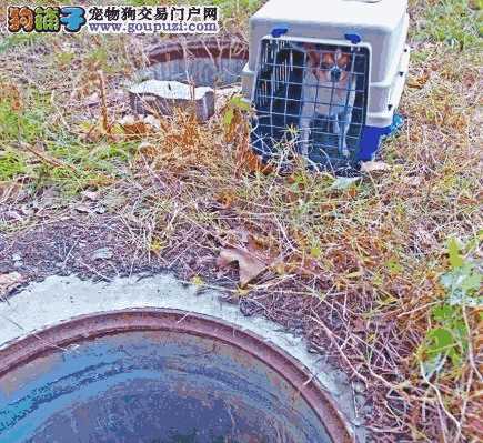 “美人计”诱捕被困京巴犬无效，救援行动将继续进行