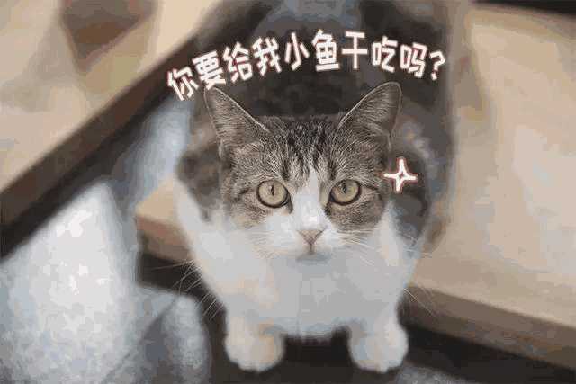 猫咪咖啡店创业计划书ppt(猫咪主题咖啡厅)