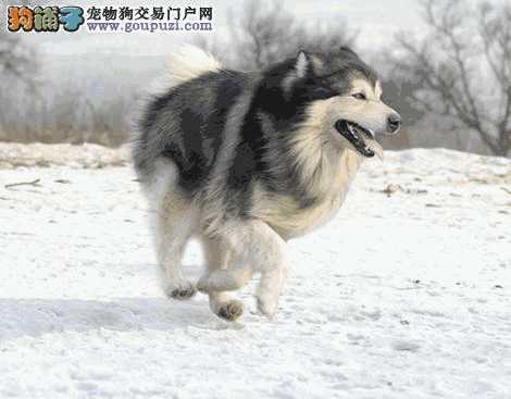 阿拉斯加雪橇犬的耳朵(阿拉斯加的耳朵)