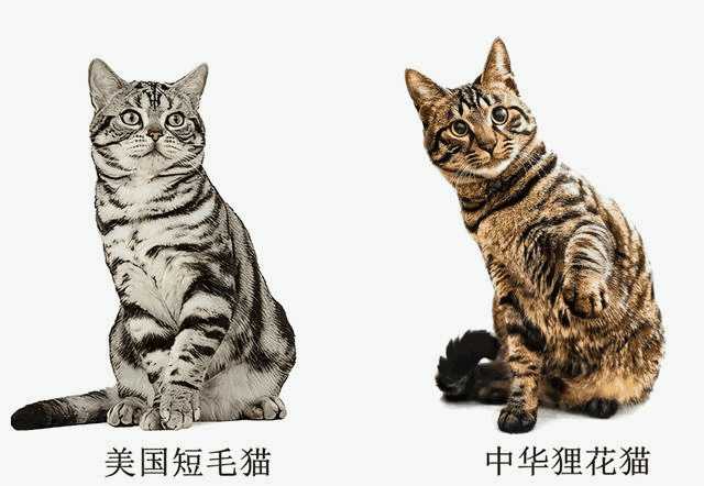 虎斑折耳是什么品种猫(虎斑折耳猫简介)