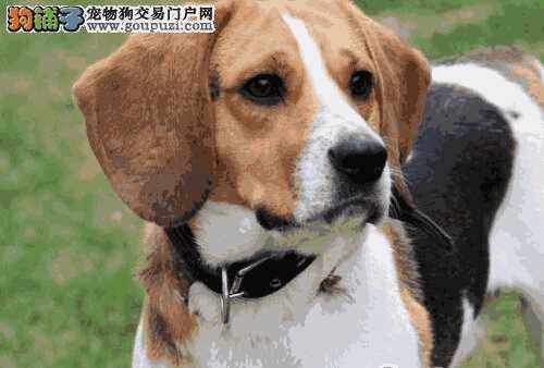 比格犬特点(比格犬外貌的特点)