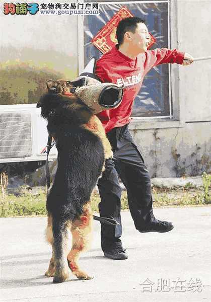 警犬有多聪明(警犬有多厉害)