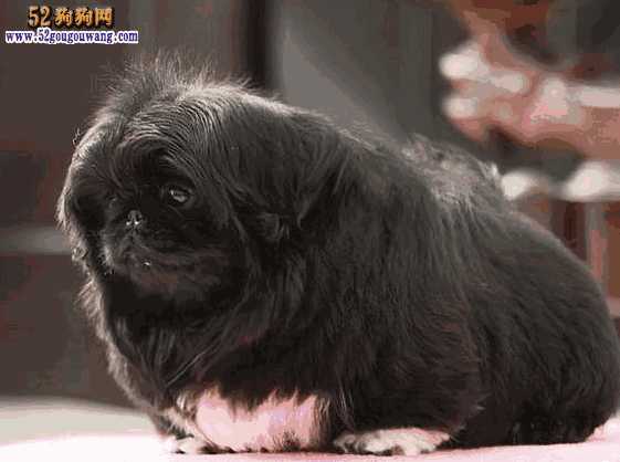 北京犬图片及价格(宠物狗 北京 价格)