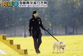 警花与警犬百度百科(警花与警犬的犬)