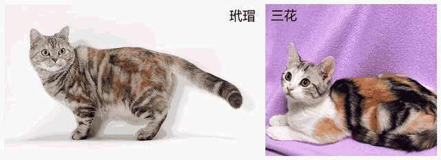 虎斑折耳是什么品种猫(虎斑折耳猫简介)