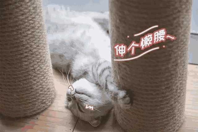 猫咪咖啡店创业计划书ppt(猫咪主题咖啡厅)