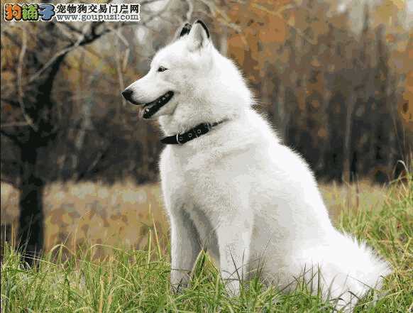 阿拉斯加犬的叫声是什么样的(阿拉斯加犬叫的原因是什么)