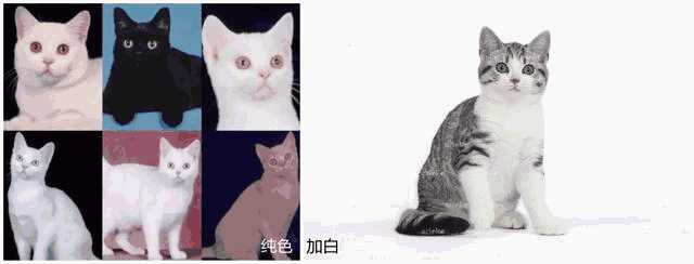 虎斑折耳是什么品种猫(虎斑折耳猫简介)