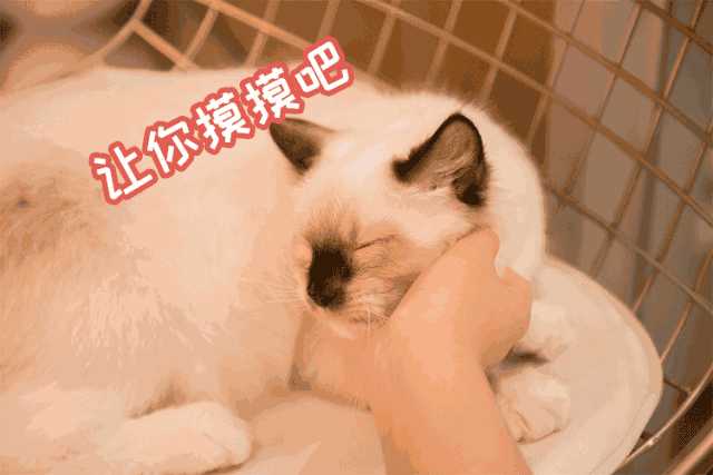 猫咪咖啡店创业计划书ppt(猫咪主题咖啡厅)