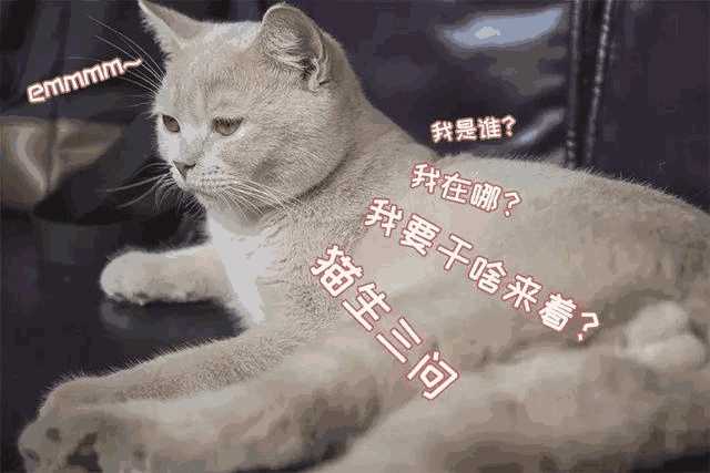 猫咪咖啡店创业计划书ppt(猫咪主题咖啡厅)