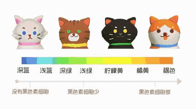 布偶猫 纯白(布偶猫全白)