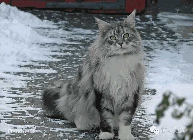 遇见你的猫怎么玩(遇见你的猫怎么改名)