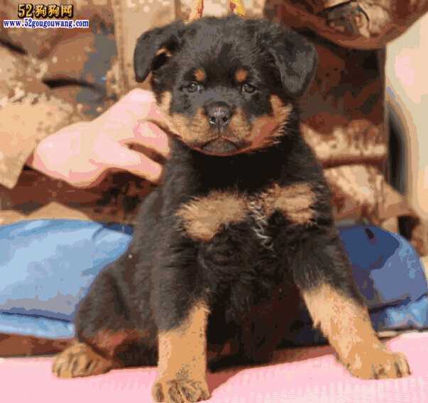 罗威纳犬图片与售价(罗威纳犬市场价多少钱)