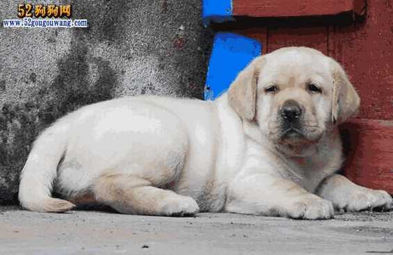 拉布拉多犬售价(拉布拉多犬市场价)