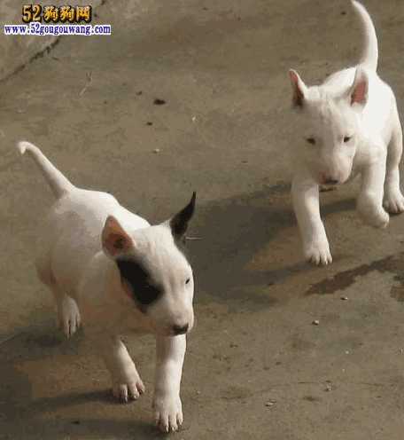 牛头梗犬图片 价格(牛头梗幼犬价格)