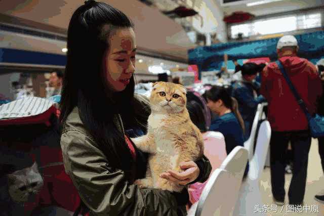 繁育布偶猫最好选什么样的母猫(布偶猫母的好还是公的好)