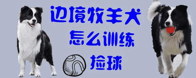 狗狗基本训练技巧视频教程（7天纠正狗狗不良行为）